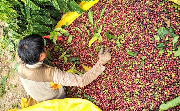 Cafe Kontum Farmer